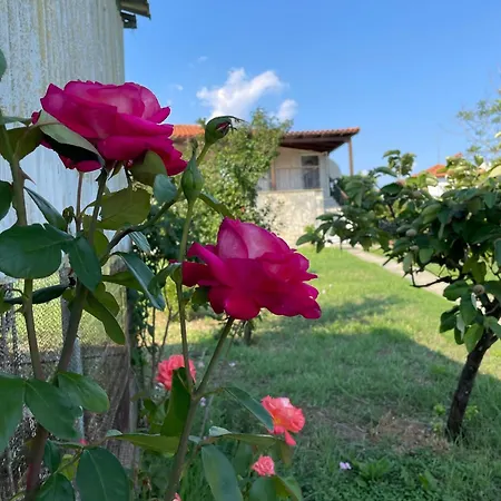 Carefree Dreams : In Chalkidiki Flogita
