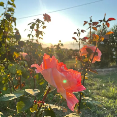 Carefree Dreams : In Chalkidiki * Флогита